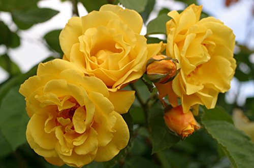 Kletterrose Golden Gate im 7 Liter Rosentopf von Kühr Baum- u. Rosenschulen