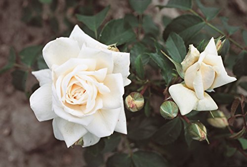 Kletterrose Ilse Krohn superior im 7 Liter Rosentopf von Kühr Baum- u. Rosenschulen