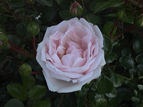 Kletterrose New Dawn im 7 Liter Rosentopf von Kühr Baum- u. Rosenschulen