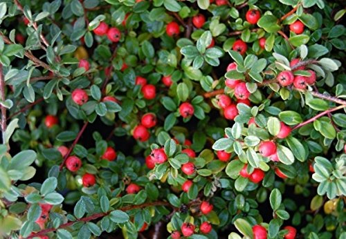 Müller Münchehof GmbH 10 Stück Teppich-Zwergmispel (Cotoneaster) im Topf/Container Größe 20 bis 30 cm von Müller Münchehof GmbH