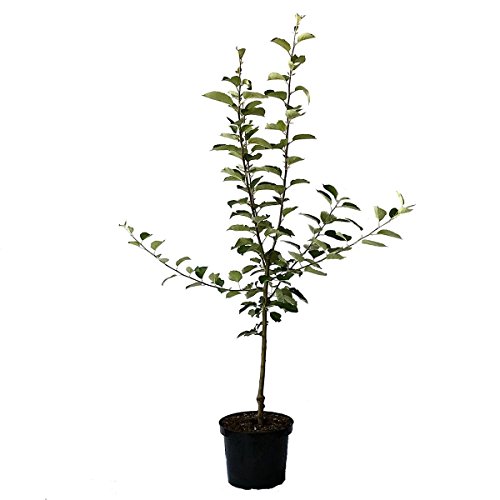 Apfelbaum Geheimrat Dr. Oldenburg robuster Herbstapfel Buschbaum 110-140 cm 10 L Topf Unterlage M7 von Müllers Grüner Garten Shop