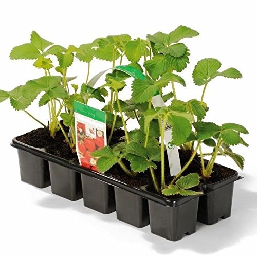 Erdbeere Sorte Senga Sengana Erdbeerpflanze beliebte Sorte mittelspät aromatisch 10-er Tray von Müllers Grüner Garten Shop