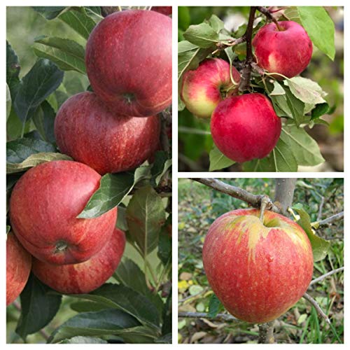 Familienbaum Trio Apfelbaum mit drei Apfelsorten Gala - Cox Orange - Jonagold von Müllers Grüner Garten Shop