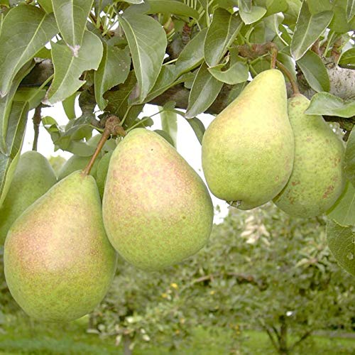 Köstliche von Charneux Herbstbirne Birnenbaum Birne Buschbaum ca. 110-140 cm 7,5 Liter Topfballen Quitte A von Müllers Grüner Garten Shop