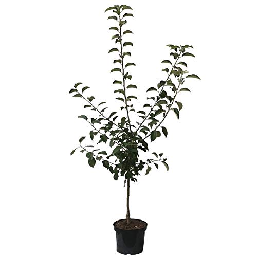 Apfelbaum Prinz Albrecht von Preußen Herbstapfel Buschbaum 110-140 cm im 7,5 Liter Topf Unterlage M9 von Müllers Grüner Garten Shop