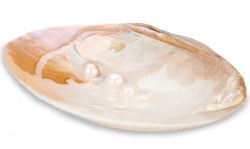 NaDeco Flussmuschel mit Perlen Größe ca. 11 x 14cm | Hyriopsis schlegeli | Deko Muschel | Seifenschale | Schmuckschale | Räucherschale | Muschelschale | Perlmuttschale | Maritime Dekoration von NaDeco