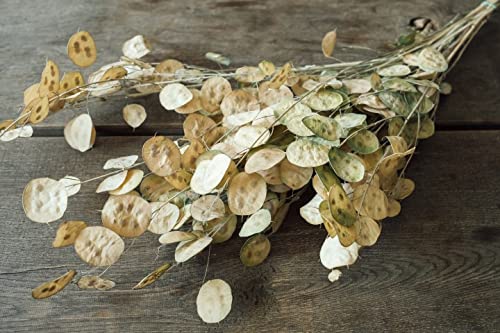 NaDeco Lunaria in Natur, im Bund, Größe ca. 70cm Silberblatt Lunaria getrocknet Boho-Deko Trockenblumen getrocknete Blumen Trockenstrauß getrockneter Blumenstrauß von NaDeco