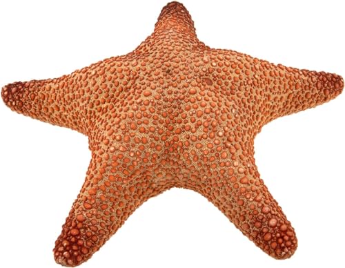 NaDeco Roter Dschungel Seestern, Durchmesser ca. 20-25cm | Pentaster obtusatus | Großer Deko Seestern | Jungle Starfish | Maritime Dekoration von NaDeco