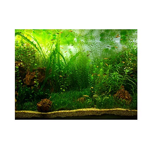 Wandisy Verrückter Aquarium Hintergrund Poster, Wasser Gras Stil Aquarium PVC Klebe Dekor Papier(76 * 30cm) von Wandisy