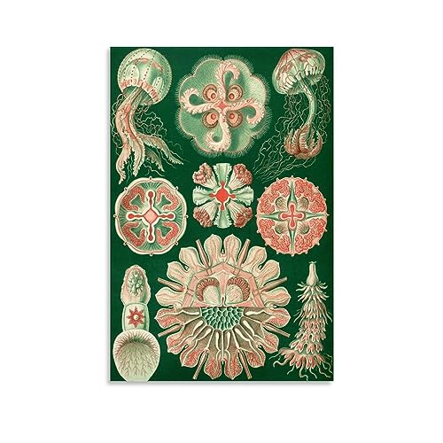 NgAnoh Jellyfish by Ernst Haeckel Leinwanddruck, Poster, Kunst, Leinwand, Gemälde, Dekor, Wanddruck, Fotogeschenke, Heimdekoration, moderne Dekorationen, 20 x 30 cm von NgAnoh