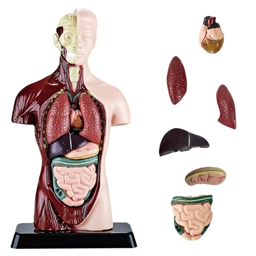 Nizirioo Menschliches Torso Körper Anatomie Modell, 8 Stück Abnehmbares (24.5cm) Torso Anatomie Modell, Human Anatomisches Modell, für Medizinstudenten Ärzte und Lehrer, Vorschule Ausbildung Display von Nizirioo