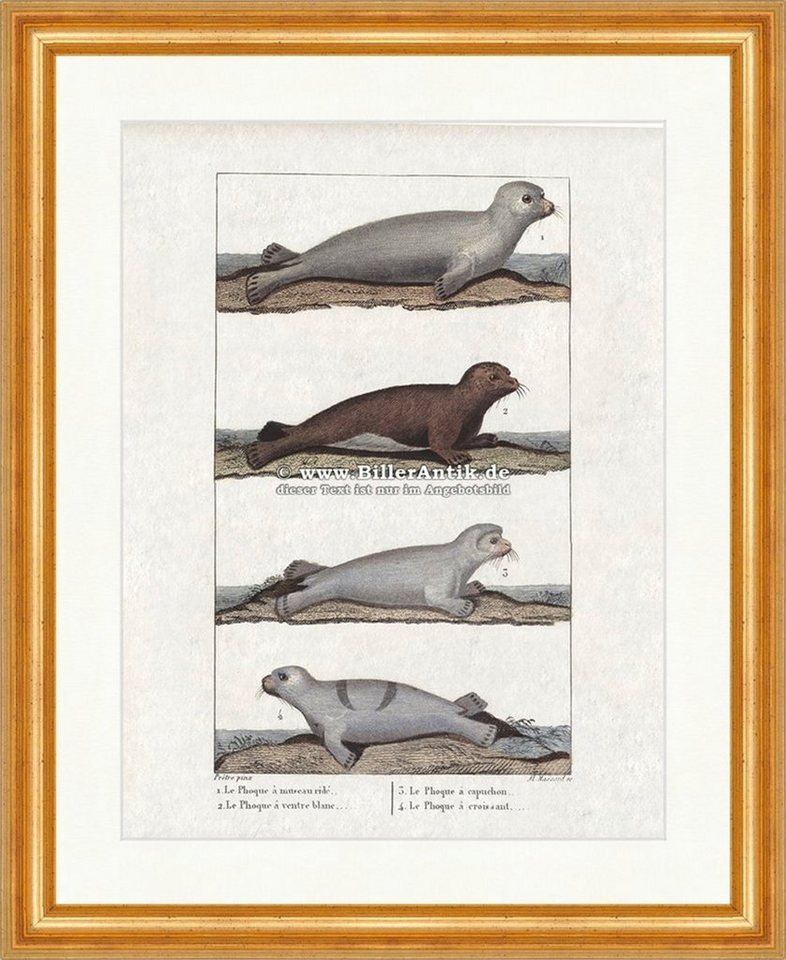 Kunstdruck Robbe Weissbauchrobbe Seehund Kegelrobbe Hundsrobben Buffon 127 Gerahm, (1 St) von OTTO