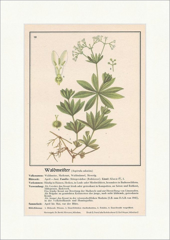 Kunstdruck Waldmeister Asperula odorata Maikraut Waldmännl Heilpflanzen Heilkräut, (1 St) von OTTO