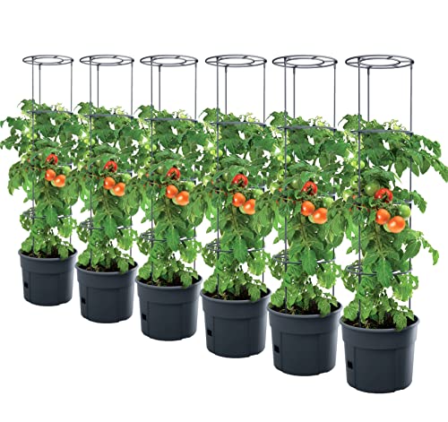 PAFEN 6X Tomatenpflanze Pflanzkübel - 295 x 1152 mm - Tomato Grower Pflanzen Tomate Garten Terrasse von PAFEN