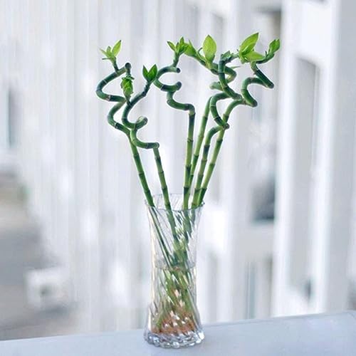 PERZOE 10 Stück Dracaena Sanderiana-Samen, Mini-Bambus-Zierpflanze, Garten-Bonsai-Dekor Dracaena Sanderiana-Samen von PERZOE