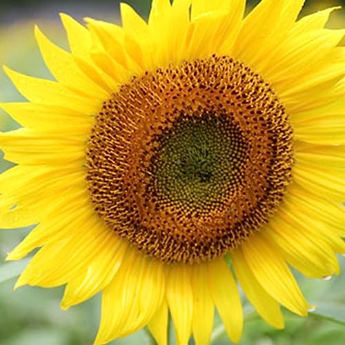 PERZOE 20/50 Stück Sonnenblumenkerne, Helianthus-Blumen-Hausgarten-Zierpflanze 20St Sonnenblumenkerne von PERZOE