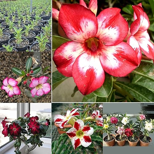 PERZOE 20 Stück Adenium Obesum Samen, Wüstenrose, mehrjährige Blumenpflanze, Gartenbonsai von PERZOE