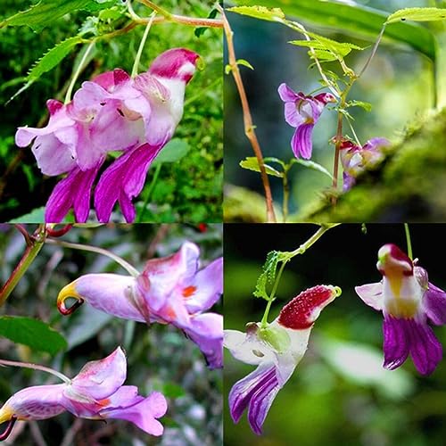 PERZOE 25 Stück seltene Papageien-Orchideen-Blumensamen, Bonsai-Garten-Balkon-Büro-Pflanzen-Dekor 25 STÜCKE Papagei-Orchideen-Samen von PERZOE