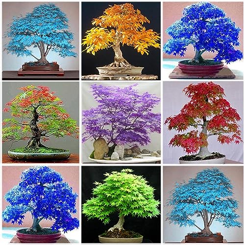 PERZOE 30 Stück Ahornbaumsamen, Pflanze, helle Farbe, einfach zu züchten, für Zuhause, Garten, Bonsai-Dekoration Hellblau Ahornbaum-Samen von PERZOE