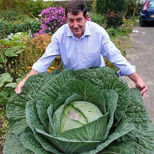 PERZOE 50 Stück seltene große russische Kohlsamen, essbare gesunde Gemüsegartenpflanze von PERZOE