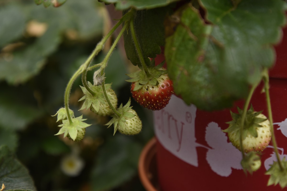 4-Monats-Erdbeere 'Lucky Berry'® von PFS Gartenwelten