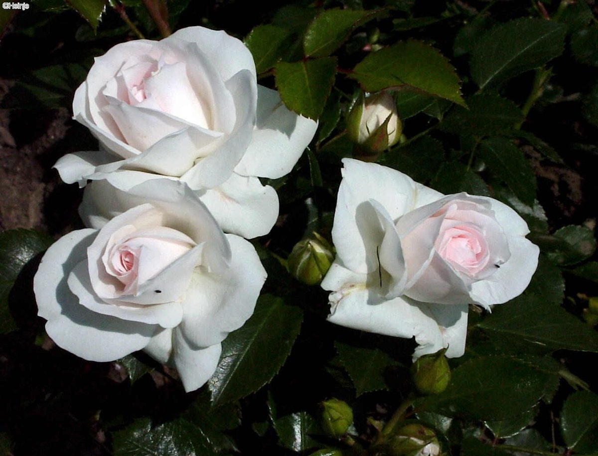 Bodendeckerrose 'Aspirin Rose'® von PFS Gartenwelten