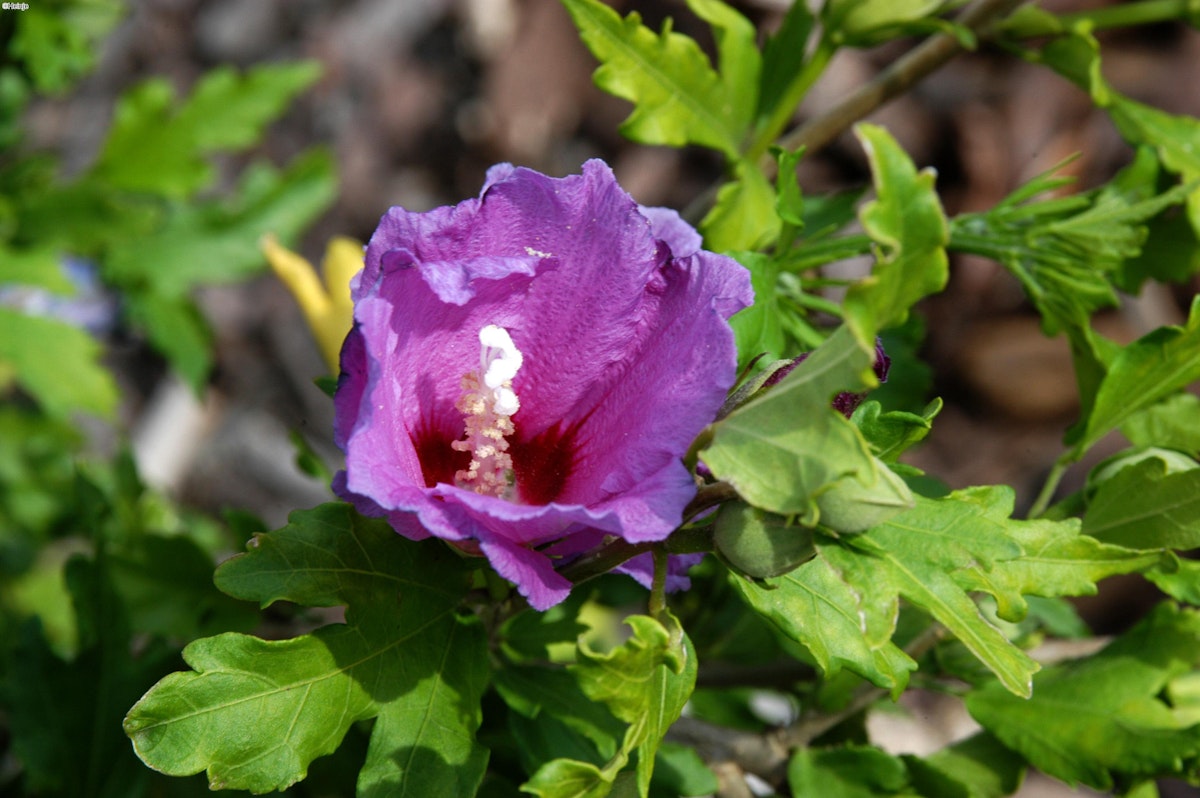 Garten-Eibisch 'Russian Violet' von PFS Gartenwelten