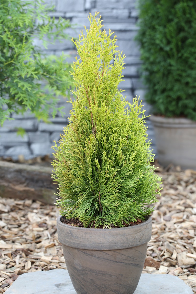 Gelbnadeliger Lebensbaum 'Golden Smaragd'® Pflanzengröße ca.80-100 cm von PFS Gartenwelten