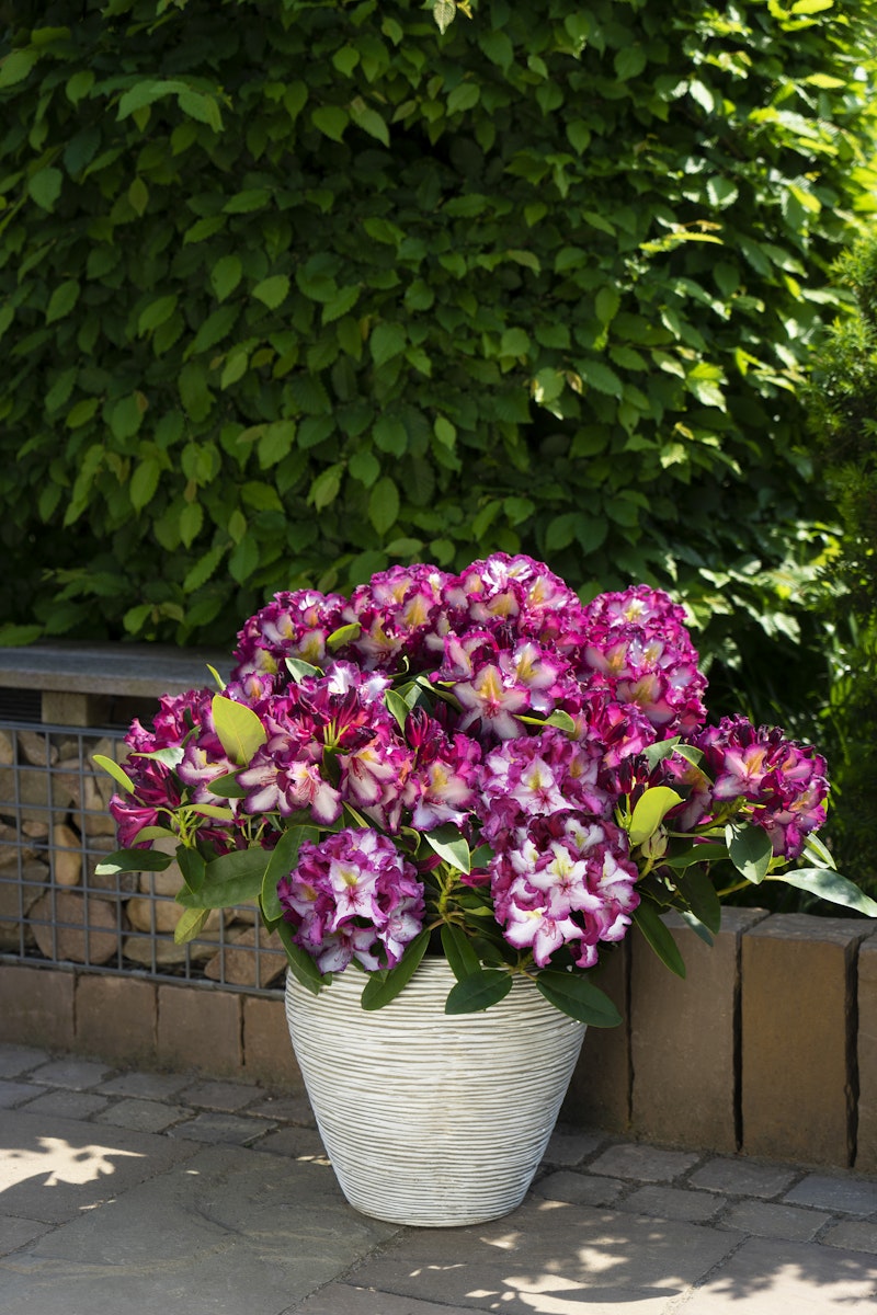 Großblumige Alpenrose 'Happy Dendron'® Pushy Purple von PFS Gartenwelten