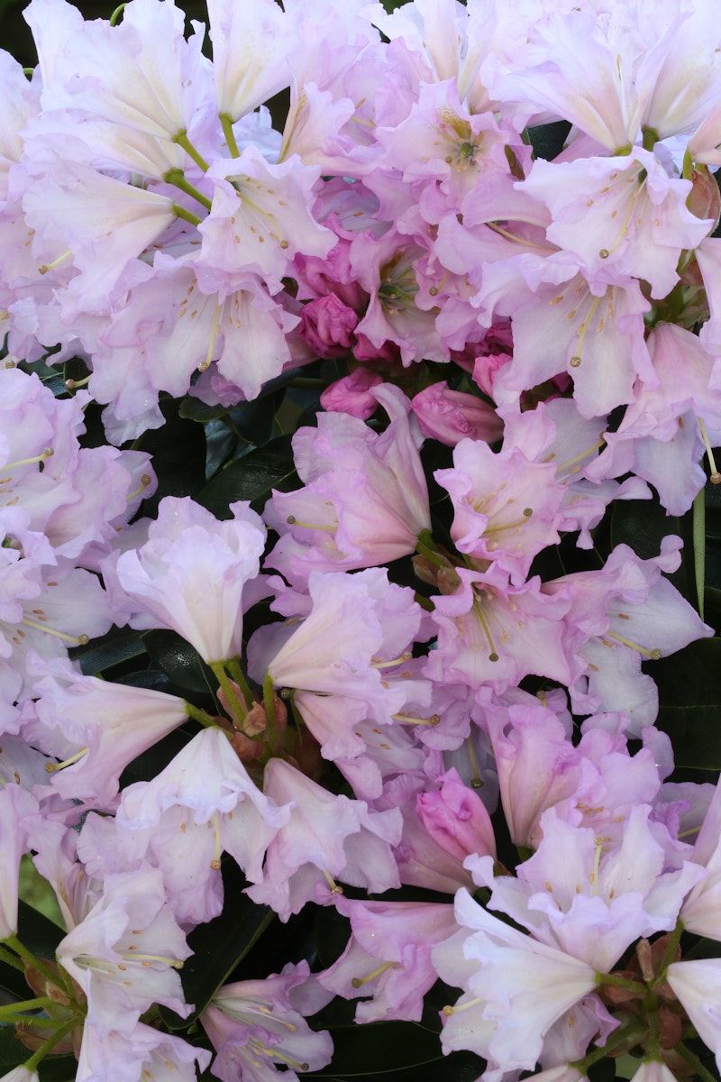 Großblumige Alpenrose 'Lila Dufthecke' von PFS Gartenwelten