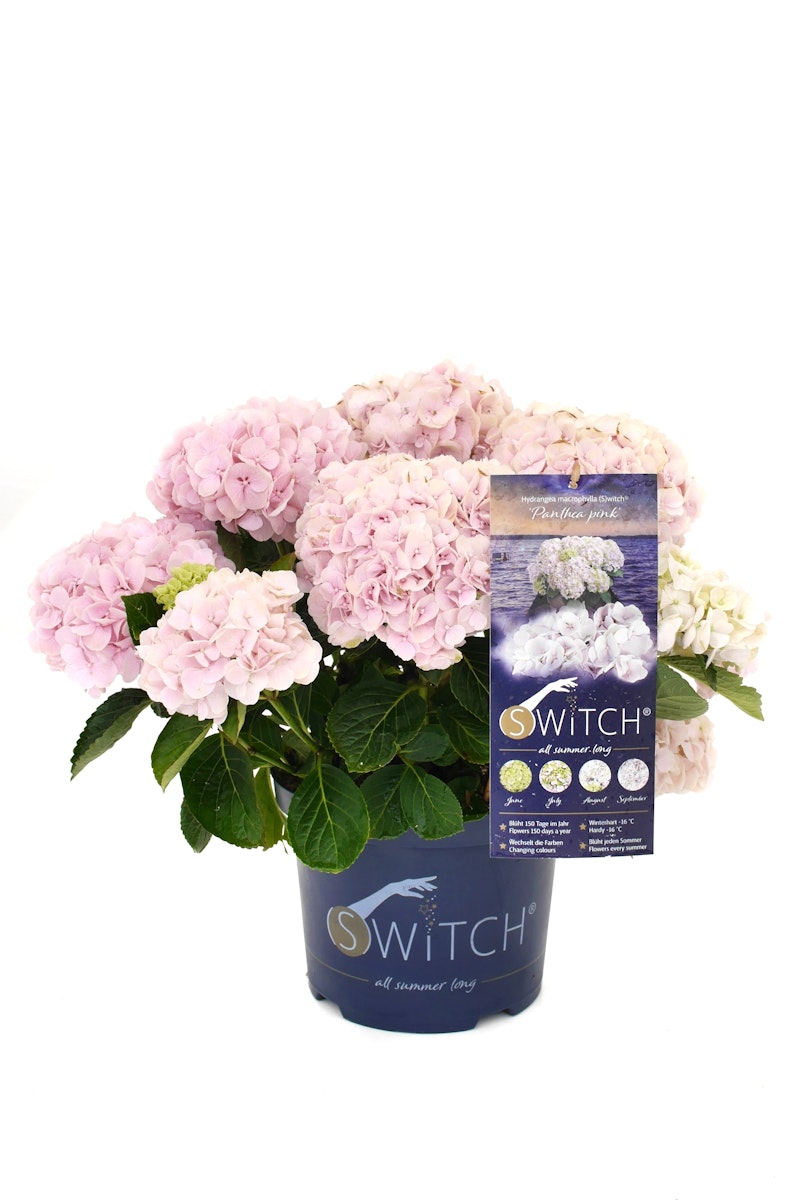 Hydrangea macrophylla 'Switch' ® Panthea pink von PFS Gartenwelten