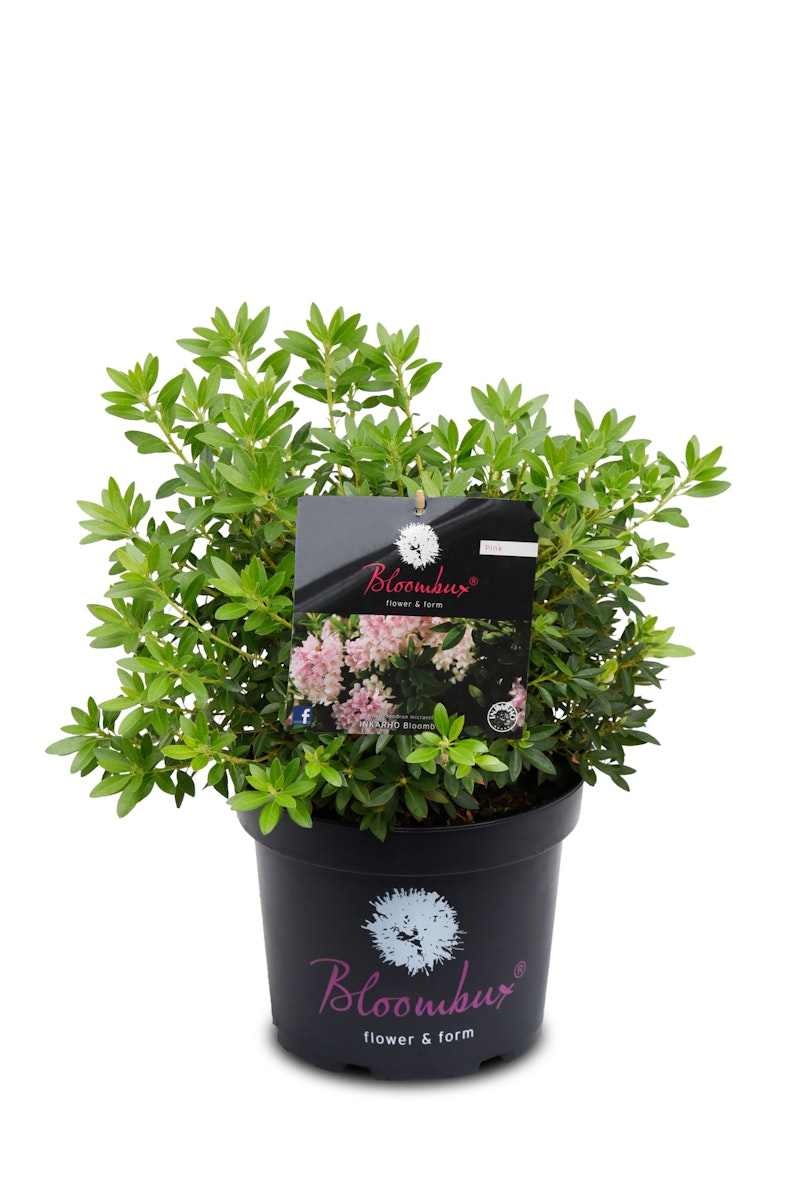 Zerg-Rhododendron 'Bloombux'®-Kugel pink von PFS Gartenwelten