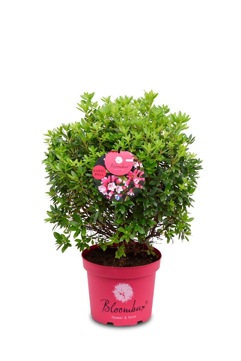 Zwerg-Rhododendron 'Bloombux'®-Kugel magenta von PFS Gartenwelten