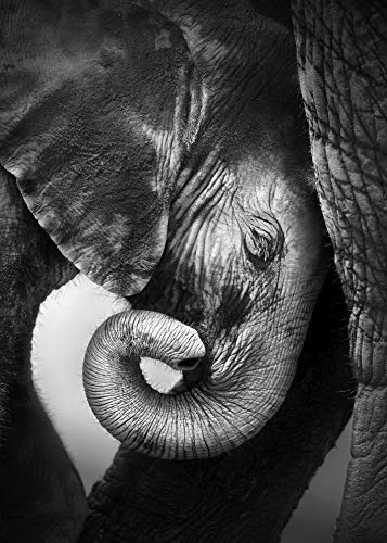 PICSonPAPER Hochwertiges Poster Elefantenbaby, 50 cm breit x 70 cm hoch, Dekoration, Kunstdruck, Wandbild, Fineartprint, Wandposter Elefant, Baby, Kind, schwarz Weiss von Deqosy