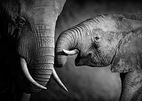 PICSonPAPER Hochwertiges Poster Elefantenbaby mit Mama, 70 cm breit x 50 cm hoch, Dekoration, Kunstdruck, Wandbild, Fineartprint, Wandposter Elefant, Baby, Kind, schwarz Weiss von Deqosy