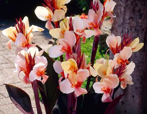 Indisches Blumenrohr Knollen.Lebende Pflanzen.Lange Blütezeit,Canna-Lilienknollen.Winterharte Zwiebeln.Starke Anpassungsfähigkeit,Natürlich-3 Knollen-J von PIUS