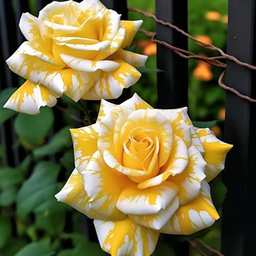 Rosen Pflanzen-rosen Winterhart boutique-rosen Rosengewächse winterharte pflanzen Rosenwurzeln von PJFNHD