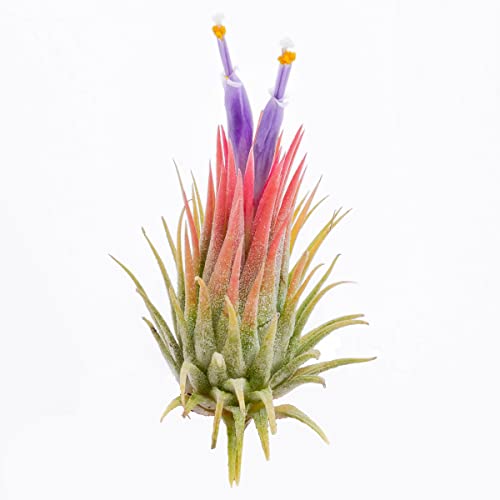 PLANDAIRE Tillandsia Ionantha Rot Luft-Anlage Rot Luft-Nelke Pflanze Luft-Anlage von PLANDAIRE