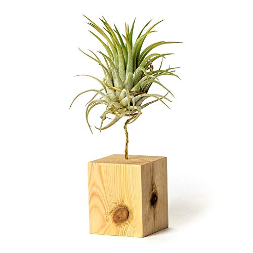 PLANDAIRE Tillandsia Ionantha Rubra IR Pflanze ohne lebende Erde – Tillandsien echte Pflanzen – Zimmerpflanzen natürlich Tillandsia echte Pflanze Luftpflanzen (inklusive Werkzeug) (Kiefer) von PLANDAIRE