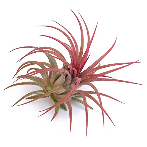 PLANDAIRE - Tillandsia ionantha intensive rote Farbe - Luftpflanzen Tillandsien - Luftwurzelpflanze für die Vivariumdekoration - Air Plant Red - Zimmerpflanzen tillandsien pflanzen echt (1) von PLANDAIRE