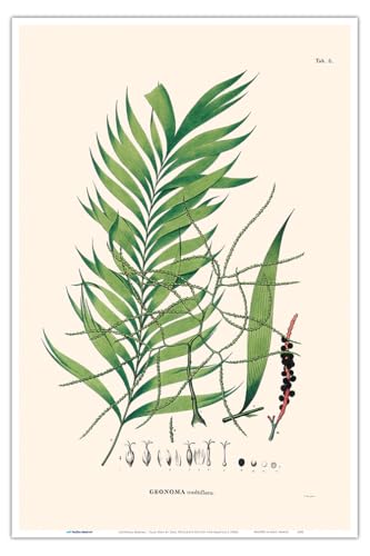 Geonoma Maxima – Palme – Vintage botanische Illustration von Carl Friedrich Philipp von Martius c.1800s – Meisterkunstdruck 30,5 x 45,7 cm von Pacifica Island Art