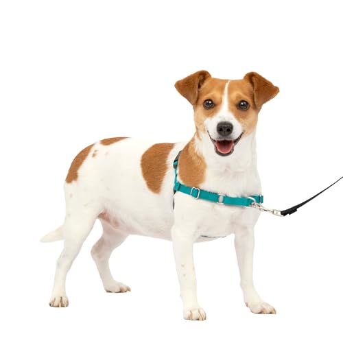 PetSafe Easy Walk Hundegeschirr, Größe S, Blaugrün von PetSafe