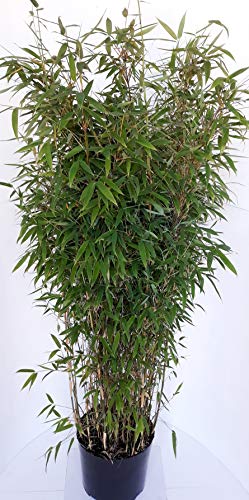 1 Stück Bambus, Fargesia murielae Jumbo, Höhe: 160-170 cm, winterhart, immergrün + Dünger von Pflanzen Böring