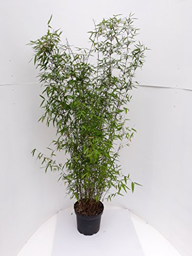 2 Bambuspflanzen, 140-150 cm, Fargesia Jiuzhaigou, winterhart und sonnenfest + Dünger von Pflanzen Böring