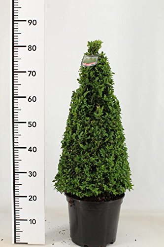 2 Buchsbaum Kegel, Höhe: 80-90 cm, Pyramide, Buxus Formschnitt + Dünger von Pflanzen Böring