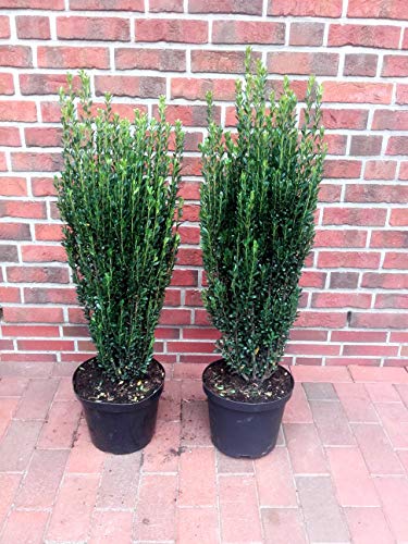 2 x Säulen Ilex, Höhe: 90-100 cm, Ilex Fastigiata, ähnlich BUCHSBAUM + Dünger von Pflanzen Böring