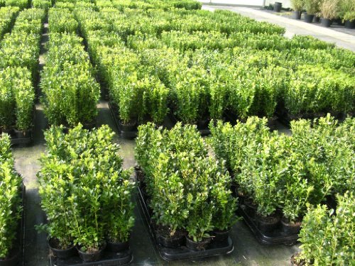 50 Buchsbaum Pflanzen im Topf, Buxus sempervirens, Höhe: 10-15 cm von Pflanzen Böring