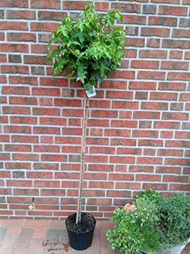 Amberbaum, Höhe: 170-180 cm, Liquidambar styraciflua Gumball + Dünger von Pflanzen Böring