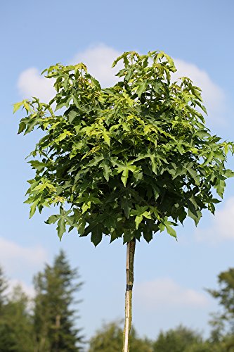 Amberbaum, Liquidambar styraciflua Gumball, Höhe: 250 cm (Stammhöhe: 180 cm) + Dünger von Pflanzen Böring