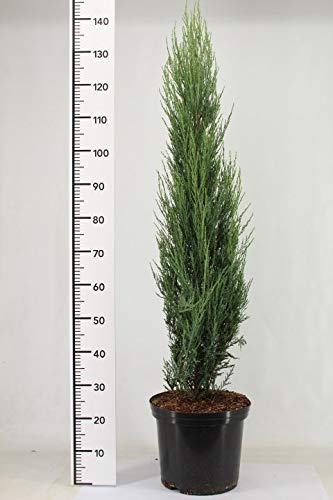 Blauer Raketenwacholder, Höhe: 140-150 cm, Juniperus scopulorum Blue Arrow, Wacholder + Dünger von Pflanzen Böring